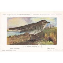 Anthus Spinoletta Water Pipit Bird Antique Rare Postcard