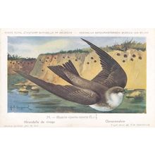 Sand Martin Riparia Riparia Bird Antique Rare Postcard