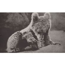 Bear Cub Eating Golden Syrup Antique Postcard