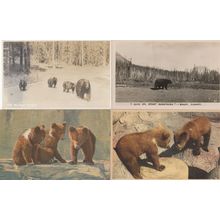 Brown Black Bears incl Banff 4x Old Postcard s