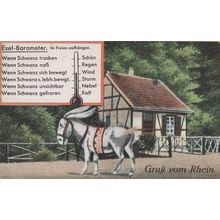 Esel Barometer German Pony Horse Antique Postcard