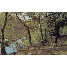 Wild Dog With Owner At Cutmill Surrey Rare 1980s Postcard