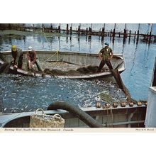 Fishing at New Brunswick Canada Postcard