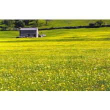 Flower Meadow near Hubberholme Yorkshire Musuem Photo Award Winner Postcard