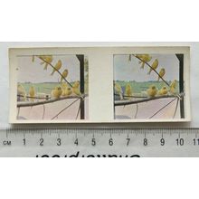 1960s Weetabix 3-D Our Pets Card No. 10 Canaries
