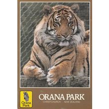 Giant Tiger At Orana Park New Zealand Zoo Postcard