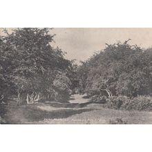 Westwood Newbegin Pits Forest Path Antique 1903 Yorkshire Postcard