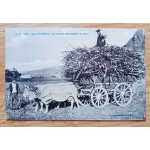 POSTCARD: FRANCE - LES PYRENEES, LA RENTREE DES JAMBESDE MAIS: c1926