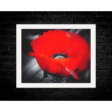 16x12 inch White Mounted Print of Poppy Flower