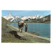 Mt. SHRECKHORN unused postcard MULE DONKEY #