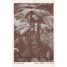 Fern Trees Man As Dwarf New Zealand Antique Postcard