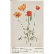 Crowfoot - Ranunculus Asiaticus, c.1940s - Postcard