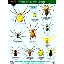 A Guide To House And Garden Spiders