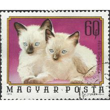 HUNGARY, CAT, Siamese kittens, violet 1974, 60f