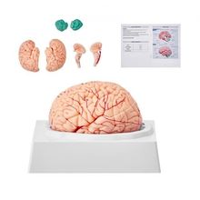 Human Brain Model Anatomy, 1:1 Life-Size 9-Part Human Brain Anatomical Model...