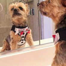 American River Harness Dog Tux with 4 Bows XX-Small
