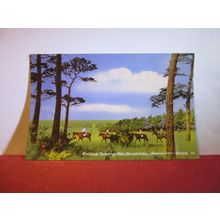HORSES, THE PLANTATION, NEWMARKET HEATH, SUFFOLK. used postcard 1953? pm =