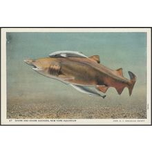 Shark and Shark Suckers, New York Aquarium, 1937 - Curt Teich Postcard