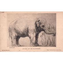 Rembrandt Study Of An Elephant Antique Postcard