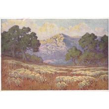 John Gamble Wild Buckwheat California Vintage Painting Postcard