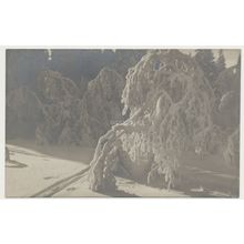 Norway Forest Thick Snow Ski tracks early 20th C. unused RPPC Mittet No. 18