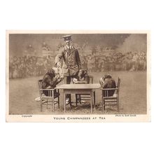 YOUNG CHIMPANZEES AT TEA unused postcard by LONDON ZOO photo by Seth Smith =