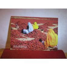 SORTING CHILLIS, RAJASTHAN, INDIA unused postcard =