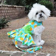 Pineapple Luau Dog Harness Dress with Matching Leash Xlarge