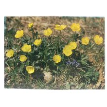ACRID CROWFOOT flowers Swiss unused postcard =