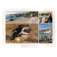 JACKASS PENGUINS, BOULDERS BEACH, , CAPE TOWN unused postcard birds =