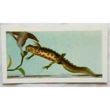 1960 Horniman's Tea card Pets No. 34 Common Newt