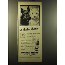 1950 Black & White Scotch Ad - A perfect picture