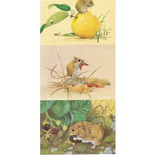 Field Vole Gerbil Medici Kenneth Lilly 3x Mice Mouse Postcard