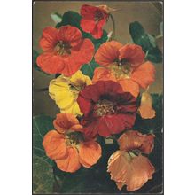 Nasturtium or Indian Cress, Tropaeolum Majus, c.1960s - J Arthur Dixon Postcard