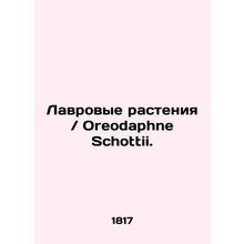 Lavender plants / Oreodaphne Schottii. In Russian (ask us if in doubt)/Lavrovye
