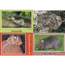 Wombat Frilled Lizard Platypus Koala 4x Rare Australian Animal Postcard s