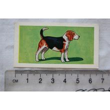 1963 Molassine card Dogs No. 17 Beagle