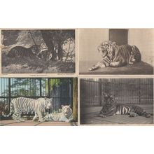 Lion Tiger Elephant Brown Bear 4x 1970s London Zoo Postcard s