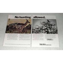 1970 SAA South African Airways Ad - No Hunting Allowed