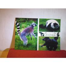 multiview, LEMURS, ISLE OF WIGHT ZOO unused postcard by Nigh Big Cat Sanctuary =