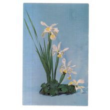FLOWERS..unused postcard lily, flags, ?? #