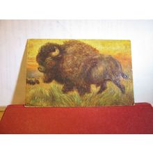 BUFFALO, BYSON, IN THE ROCKIES unused antique postcard by R. Tuck. 'Oilette' =