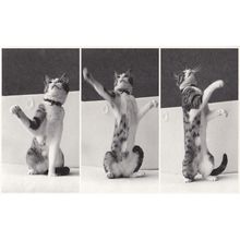 Cat Performing Playing In Bath Waving Paws In Air Rare Postcard