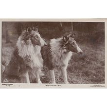 Scotch Collies Dog Real Photo Postcard