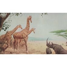 Abyssinian Water Hole Chicago Natural History Museum Old Postcard