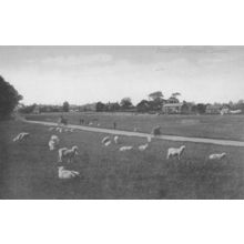 William Borrer Botanist Cattle Fair Henfield Common Sussex Postcard