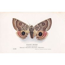 Carthaea Saturniodes Exotic Moth Natural History Museum Moths Old Postcard