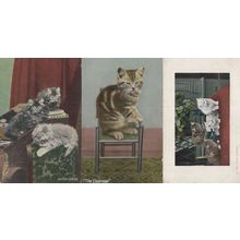 Cat Chairman Junior Clerks At The Study Window 3x Old Postcard s