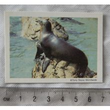 1984 Honey Monster's Circus Friends No. 4 Sea Lion