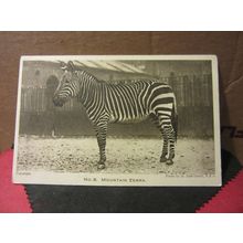 No 8. MOUNTAIN ZEBRA unused postcard by LONDON ZOO photo by D. Seth-Smith #